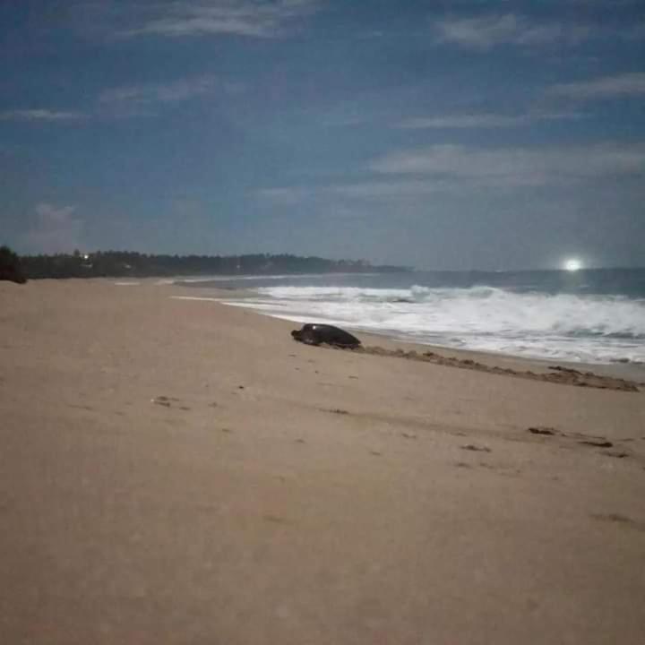 Star Sun Homestay Tangalle Exteriör bild